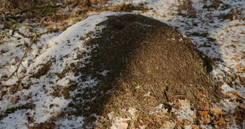 An anthill in a winter scenery, 4K Stock Footage 170586857