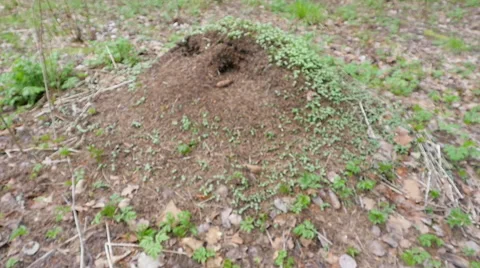 Anthill in the woods Stock Footage 63072780