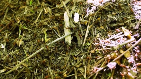 Anthill in the woods. Stock Footage 70754687
