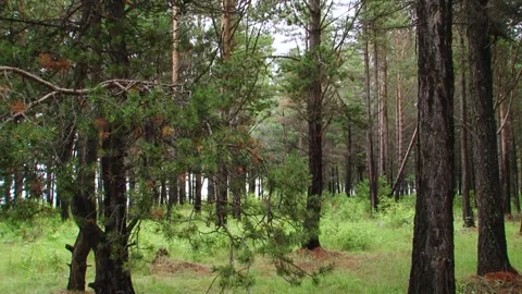 An anthill in the woods Stock Footage 145810288