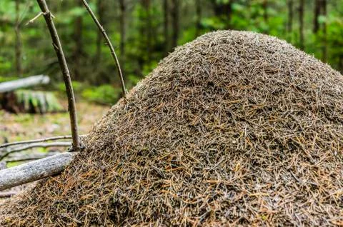 Anthill in the woods Stock Photos