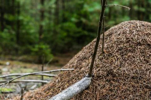 Anthill in the woods Stock Photos