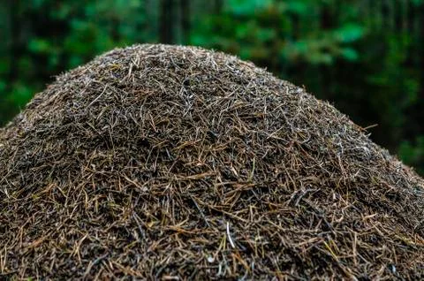 Anthill in the woods Foto stock