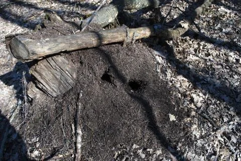 Anthill in the woods Foto stock