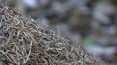 Anthill with working ants 04 Stock Footage 44575449