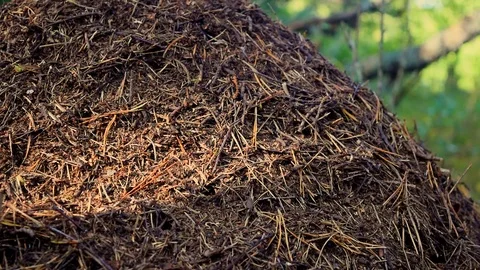 Anthill with working ants in the forest Stock Footage 122449536