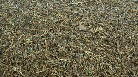 Anthill with working ants time lapse 01 Stock Footage 44475481
