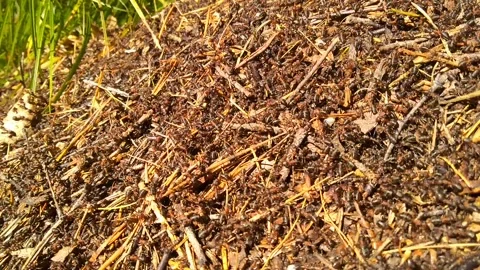 The anthill works during the day Stock Footage 160807249