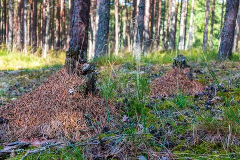 Anthills around trees in a forest 스톡 사진