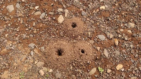 Anthills in the garden. Working ant raises stones from the depths of its house Stock Footage 153414404
