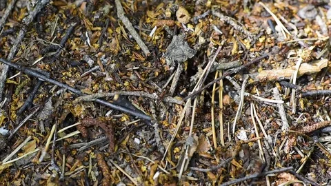 Anthills with red ants Stock Footage 75894797