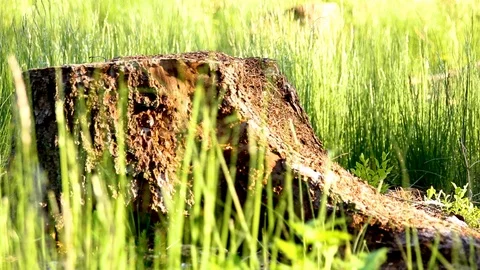 Anthills in a spruce forest. Summer evening Stock Footage 108712658