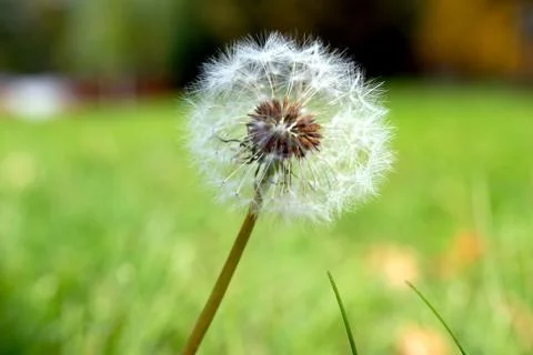 Anthodium of a dandelion. Stock Photos