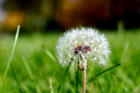 Anthodium of a dandelion. Stock Photos
