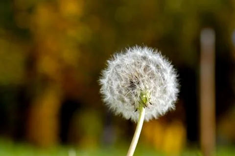 Anthodium of a dandelion. Stock Photos