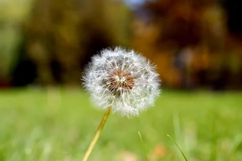 Anthodium of a dandelion. Stock Photos