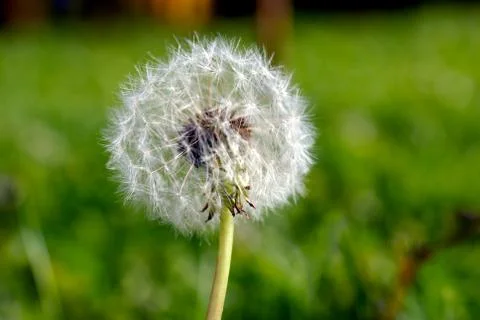 Anthodium of a dandelion. Stock Photos