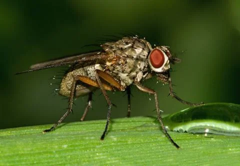 Anthomyiidae Stock Photos