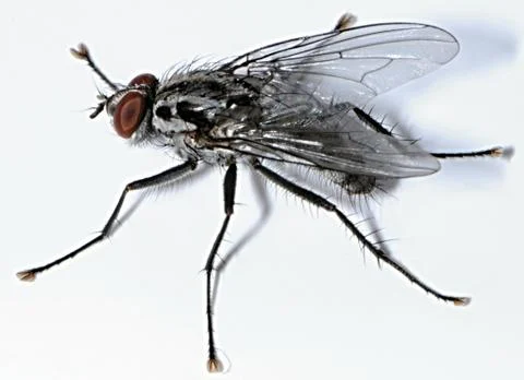 Anthomyiidae Stock Photos