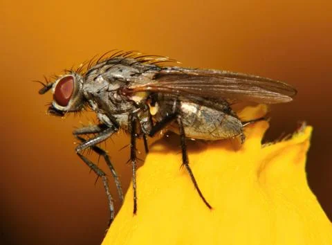 Anthomyiidae Stock Photos