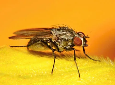 Anthomyiidae Stock Photos