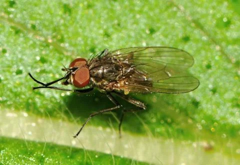 Anthomyiidae Stock Photos