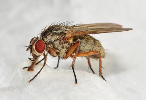 Anthomyiidae Stock Photos