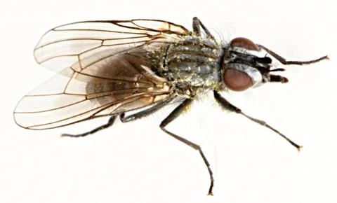 Anthomyiidae Stock Photos