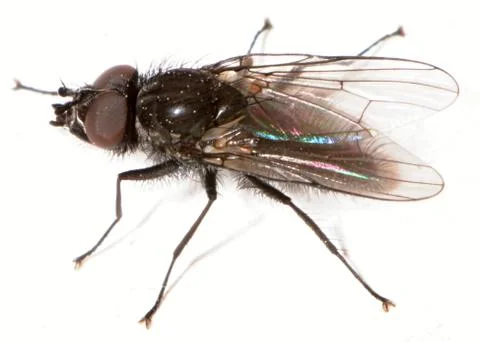 Anthomyiidae Stock Photos