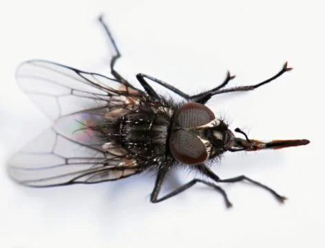 Anthomyiidae Stock Photos