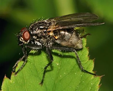 Anthomyiidae Stock Photos