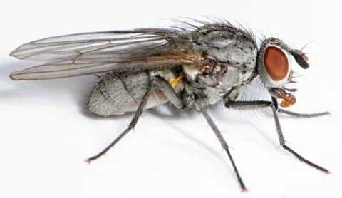 Anthomyiidae Stock Photos