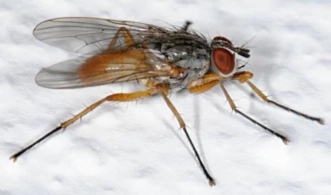 Anthomyiidae Stock Photos