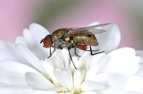 Anthomyiidae Stock Photos