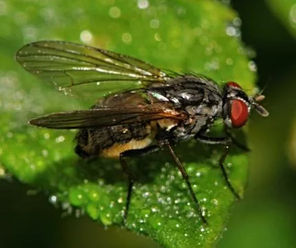 Anthomyiidae Stock Photos