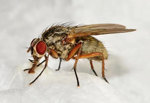 Anthomyiidae Stock Photos