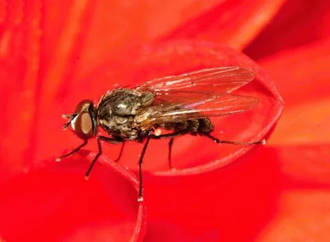 Anthomyiidae Stock Photos