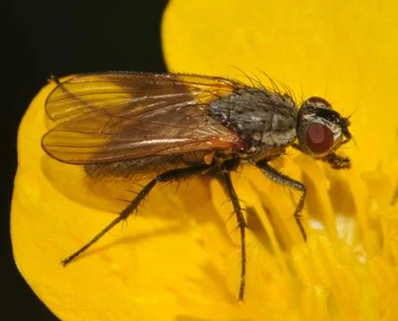 Anthomyiidae Stock Photos