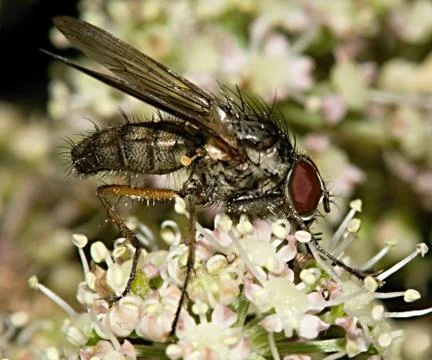 Anthomyiidae Stock Photos