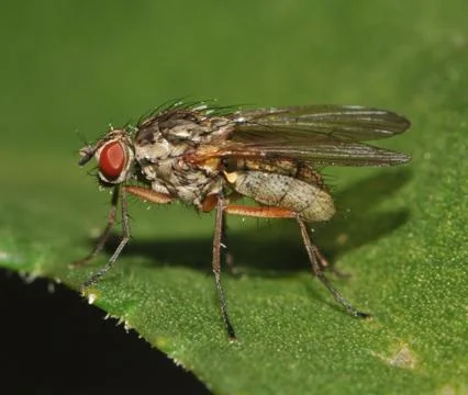 Anthomyiidae Stock Photos