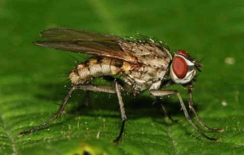 Anthomyiidae Stock Photos