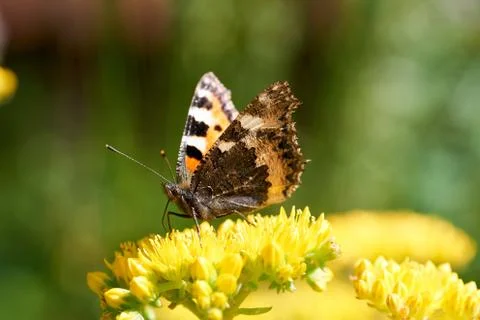 Anthophila Stock Photos