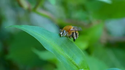 Anthophorini Stock Footage 274640032