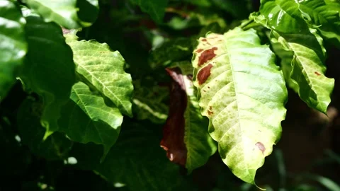Anthracnose on the green leaf of Robusta coffee plant tree Stock Footage 156842002