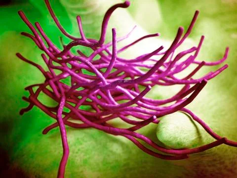 Anthrax bacteria, illustration Stock Illustration