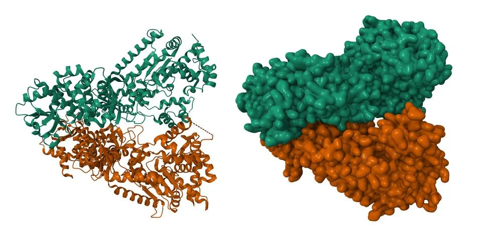 Anthrax toxin lethal factor 스톡 일러스트