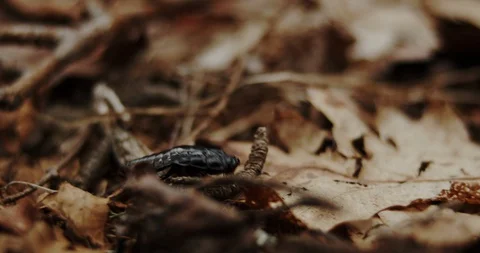 Anthropod insect crawling through fallen leaves Stock-Footage 128020419