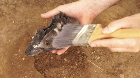 Anthropologist Brushes Off Skull Bone in Hand 스톡 동영상 63403440