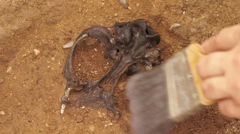 Anthropologist Excavates a Skull Bone Stock Footage 63389872