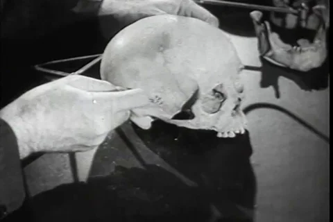 Anthropologist study the various aspects of human skull - 1937 Stock Footage 103587497